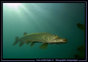 Pike Fish having a rest... :O).. by Michel Lonfat 